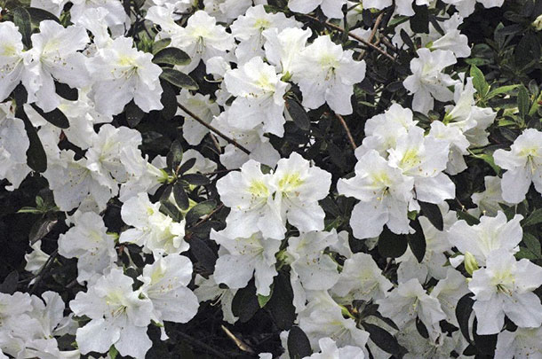 Rhododendron