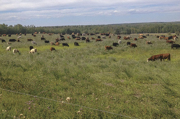 alberta rancher Steve Kenyon's pastures yielded strong clover and forage stands 