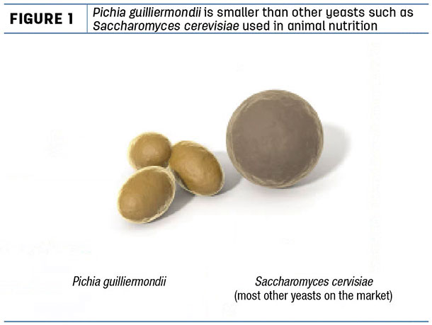 Pichia guiliermondii