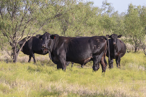 Angus cattle