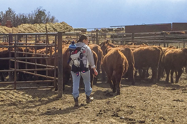 Craig Howard's sife and infant son moving heifers