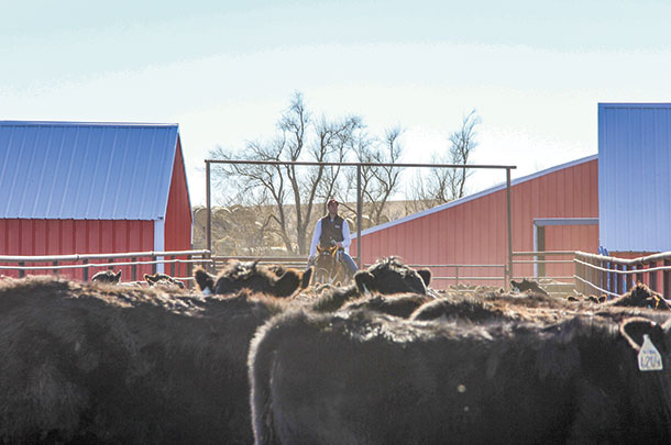 Jon Millar riding through a group of weaned heifers