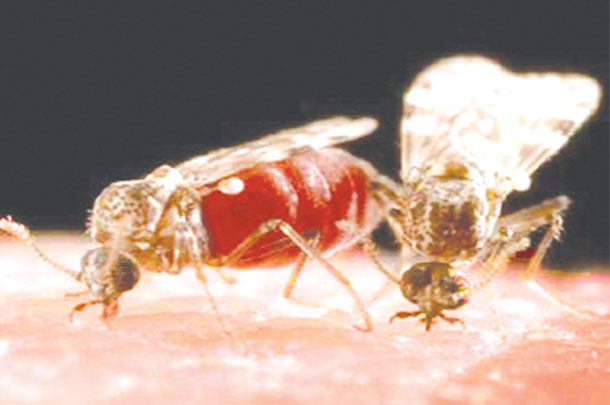 Biting midge feeding on a blood meal