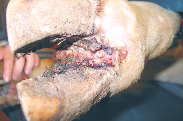 foot rot