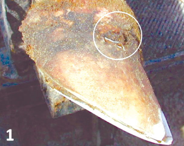 white line disease 1