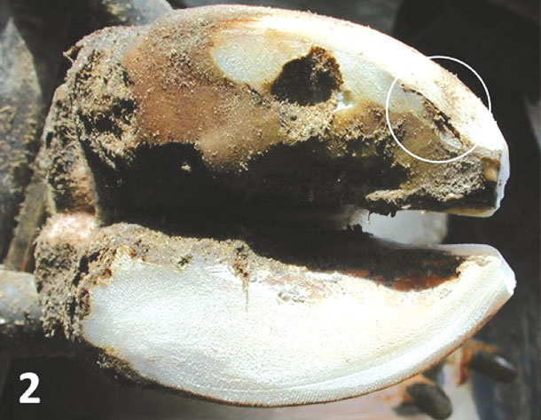 white line disease 2