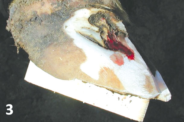 white line disease 3
