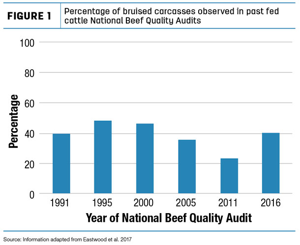 percentage of bruising in cattle carcasses