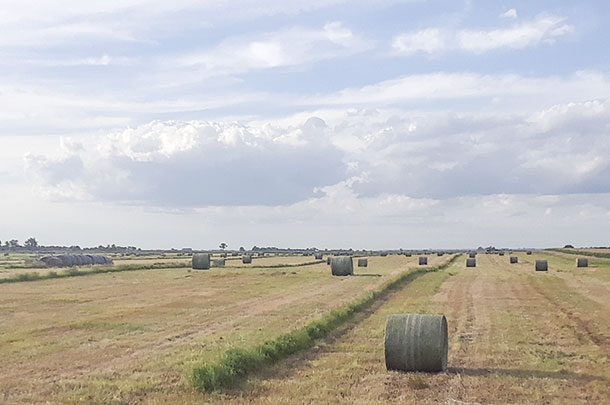 Cropland acres were seeded to native grasses