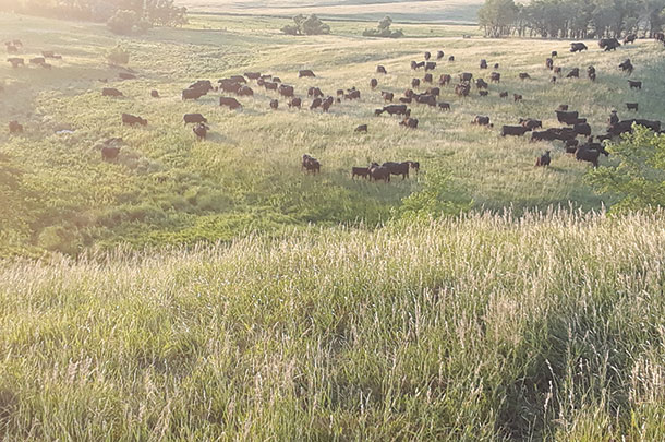 Kopriva Angus utilizes rotational grazing