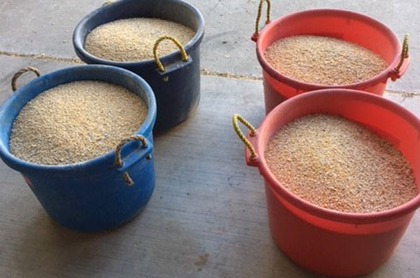 corn fumonisin rations