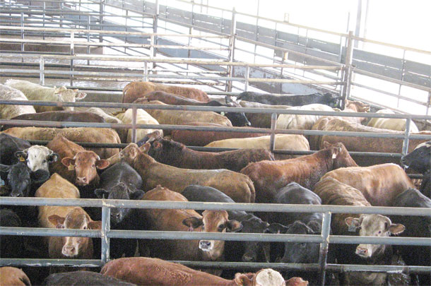 Pens of calves of similar age and size sell for more money