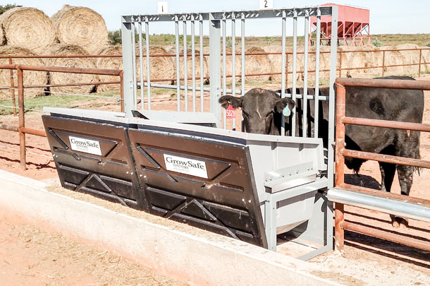 Growsafe bunks at Tucumcan Feed Effciency test