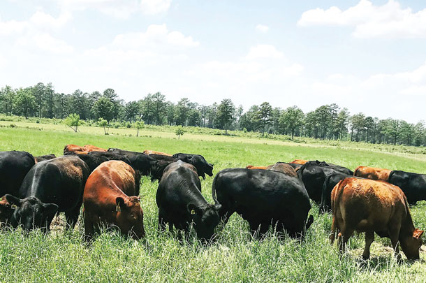 Grazing cattle