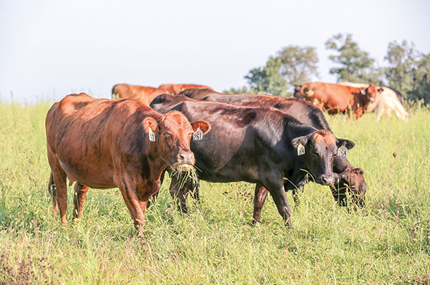 Think about ways to improve your grazing system