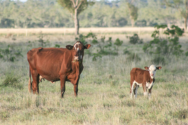 Calving assistance in Australia is well below the American average due in part to the vastness of the range