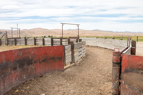Give your facilities a good scan, make sure everything is working before working cattle