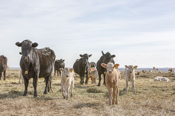 The Sanderses breed Charolais bulls 