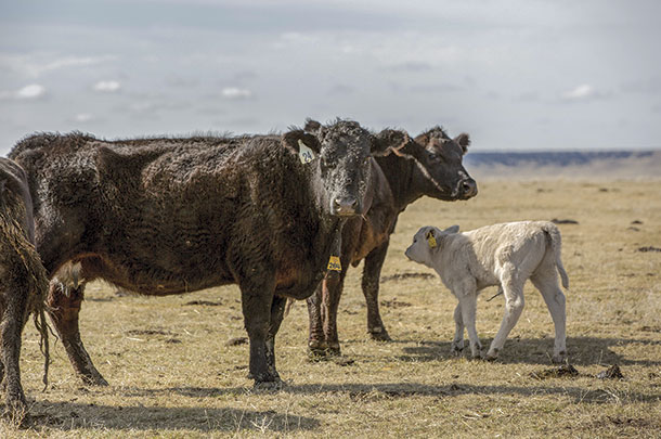 Four years after arriving in South Dakota after Storm Atlas still delevering a healthy offspring