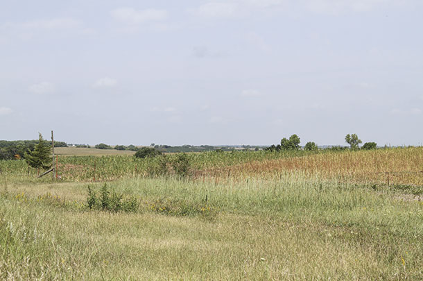Grazing paddocks