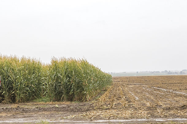 Extreme weather conditions can not only reduce yield but also delay harvest