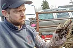 inspecting manure
