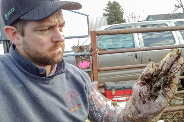 inspecting manure