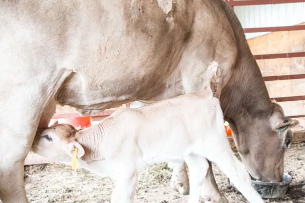 suckling calf