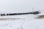 feeding cattle in the winter