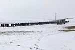 feeding cattle in the winter