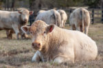 Southern Cattle Co. bulls