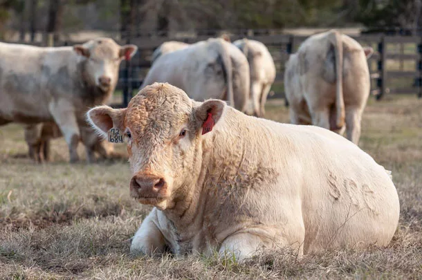 Southern Cattle Co. bulls