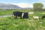 beef cows and calves grazing