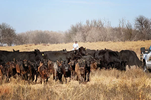 Mitchell Farms cattle