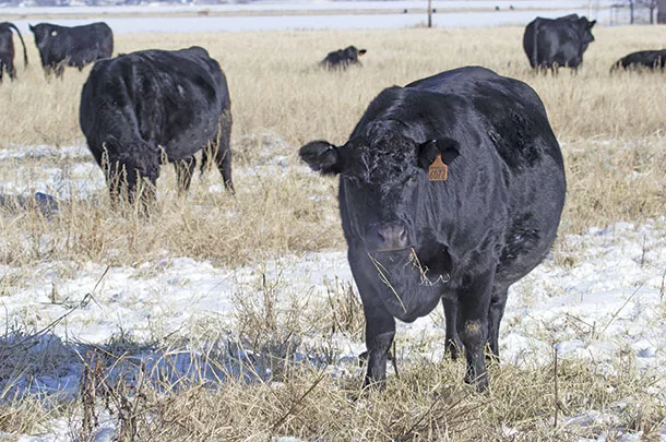 Watch for grass tetany