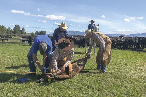 Producers adopting pain relief during procedures