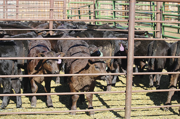 Cattle in a holding pen