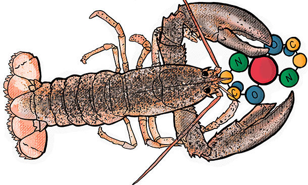Minerals in lobsters' claws