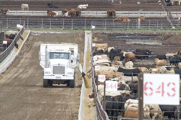 Feed Wagon at a feedlot 