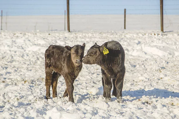 Calves in the snow