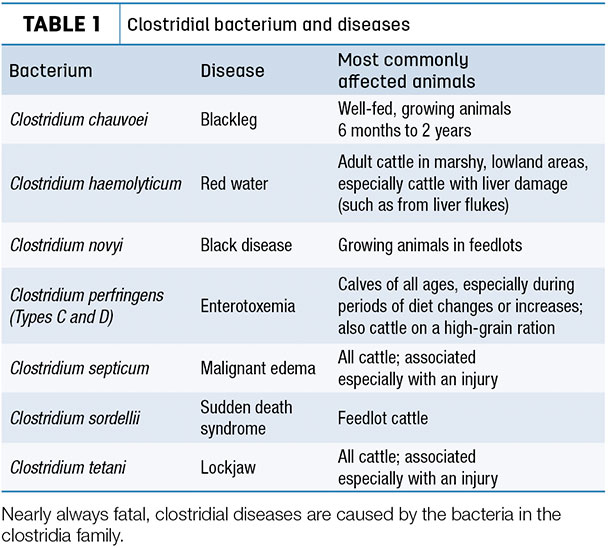 Colostridial bacterium and diseases