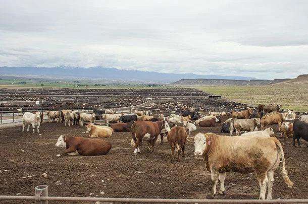 Feedlot