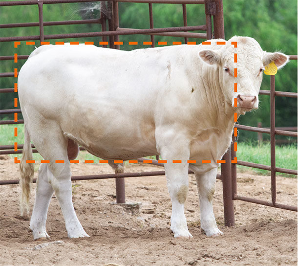 Check body balance in your bulls