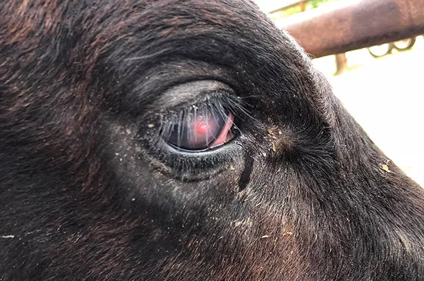 Pink eye