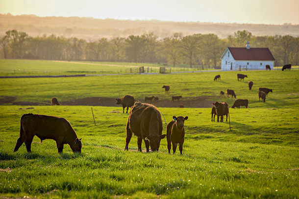 calves and cows in green pasture