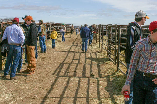 bull sale