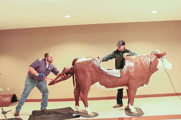 Dr. A.J. Tarpoff demonstrates how to pull a calf