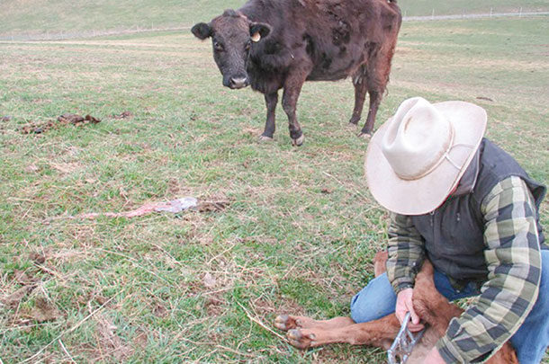Banding a calf