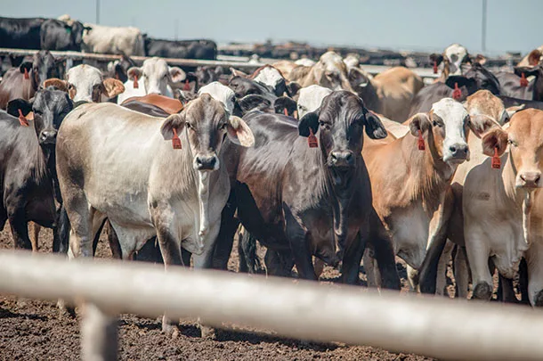 Cattle in feedlot