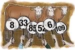 Bidding on cattle